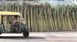 sugar factories, EPF, solapur, osmanabad, sugarcane labourers, sugar factories, labour laws, indian express, maharashtra