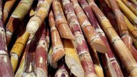 Sugarcane, Sugarcane exports, Sugarcane output, Sugarcane industry, India drought, Central India drought, Sugarcane world exports, Sugarcane world prices, Sugarcane prices, Sugarcane trade, Business news