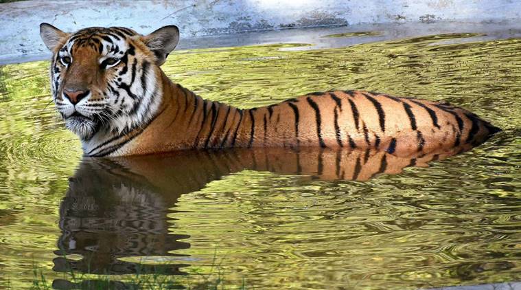 Madhya Pradesh, MP, Panna Tiger Reserve, PTR, Tigers Indian, Indian tigers, india tigers, tigers in india, tigers dead, tiger hunters, mp news, latest news, india news
