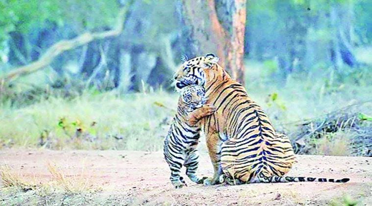 tiger poaching india, count of tigers india