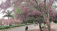 spring, spring season, chandigarh spring, tree talk, indian express tree talk, parks in chandigarh, parks in panchkula, Moulmein Rosewood, chandigarh news
