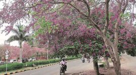 spring, spring season, chandigarh spring, tree talk, indian express tree talk, parks in chandigarh, parks in panchkula, Moulmein Rosewood, chandigarh news