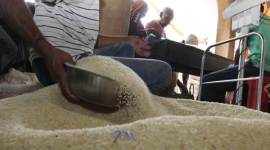 north bengal, ration shops, kolkata ration shops, tea garden, tea garden reopen, tea garden shut, world food day, indian express news, kolkata news, kolkata