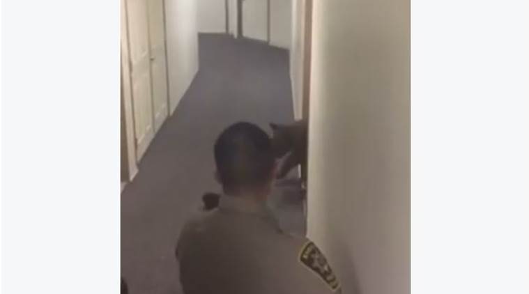 bear, small bear, bear in avon, bear in colorado, bear in eagle county, bear in apartment, eagle river fire protection district, trending news, latest news, 