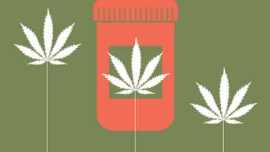 cannabis in india, marijuana in india, marijuana legalization, cannabis legalisation, India news