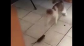 Viral videos, real-life Tom and Jerry, rat chases cat, rat gives cat a chase, funny videos