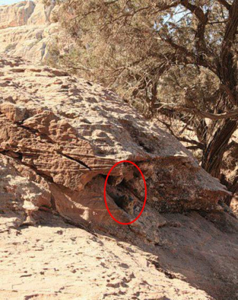 eye test, eyesight test, optical illusions, optical puzzles, spot the cat, spot the panda, spot the animal hidden in the picture, visual puzzles, cigar in the brick wall, cigar in the wall