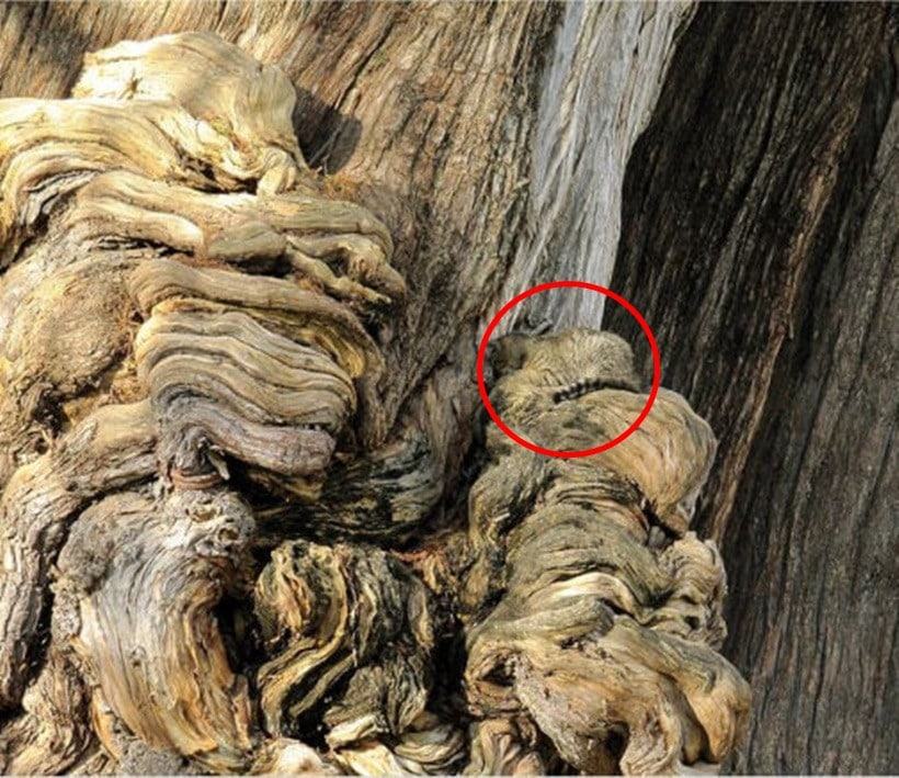 eye test, eyesight test, optical illusions, optical puzzles, spot the cat, spot the panda, spot the animal hidden in the picture, visual puzzles, cigar in the brick wall, cigar in the wall