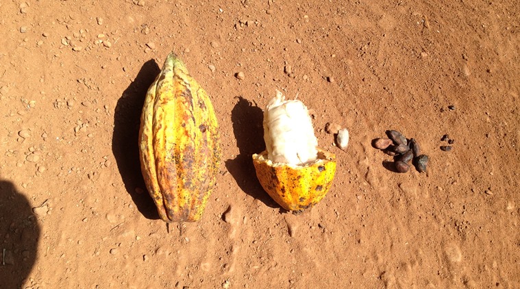 The author visited Joy VT's cocoa farm near Kelakam in Kannur as part of Fair Trade Alliance Kerala. Pictured is a cocoa pod. You know a cocoa pod is mature when it turns yellow. The pods are harvested and split open and this is where your chocolate comes from. (Photo: Bijal Vachharajani)