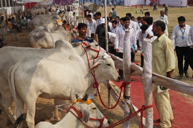 haryana, rohtak, bovine beauty pageant, haryana cow ramp show, rohtak cow ramp show, rohtak cow beauty pageant, haryana cow beauty contest, haryana cow ramp show photos, india news, haryana news, latest news