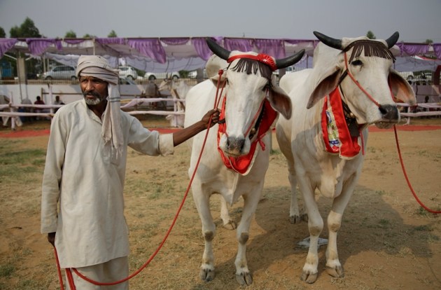 haryana, rohtak, bovine beauty pageant, haryana cow ramp show, rohtak cow ramp show, rohtak cow beauty pageant, haryana cow beauty contest, haryana cow ramp show photos, india news, haryana news, latest news