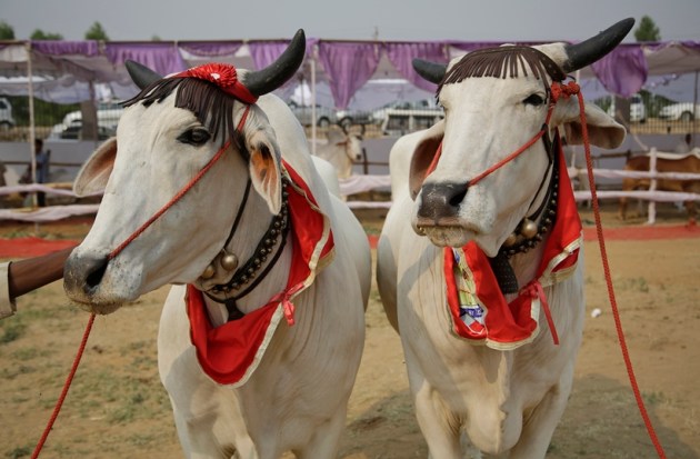 haryana, rohtak, bovine beauty pageant, haryana cow ramp show, rohtak cow ramp show, rohtak cow beauty pageant, haryana cow beauty contest, haryana cow ramp show photos, india news, haryana news, latest news