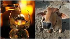 punjab, punjab tax, punjab cow tax, punjab liquor, punjab liquor tax, cow tax, gau sewa, punjab news, india news