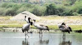 china, china crane, red crowned crane china, endangered bird china, crane endangered, china 58 red crowned crane hatch, red crowned crane, china news, china cranes, world news, indian express