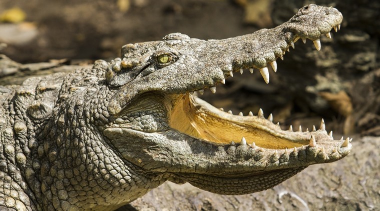 Six-year-old Odia girl saves schoolmate from the clutches of crocodile |  India News,The Indian Express