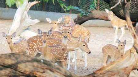 Tamil Nadu deers, Tamil Nadu Sambar deers, Tamil Nadu news, deers dead in Tamil Nadu, India news, Indian Express