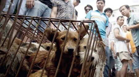 dog meat festival, dog meat, china dog meat consumption, ban on dog meat festival, cruelty on dogs china, animal cruelty china