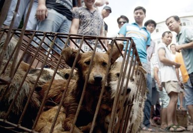 dog meat festival, dog meat, china dog meat consumption, ban on dog meat festival, cruelty on dogs china, animal cruelty china