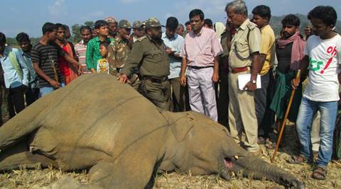 Odisha: Elephant corridor notification pending since four years despite ...