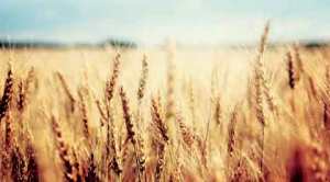 Farm distress: Monsoon isn’t the only spoiler