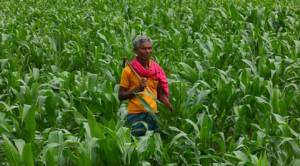 Tackling poverty in India: In building and agri boom, rural wage lift