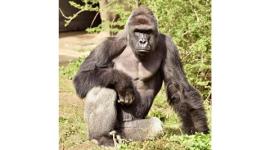 Cincinnati, Gorilla, Harambe, Ohio, gorilla killed, gorilla in zoo killed, Justice for Harambe, cincinnati zoo gorilla, charges against parents, ohio authories, harambe gorilla