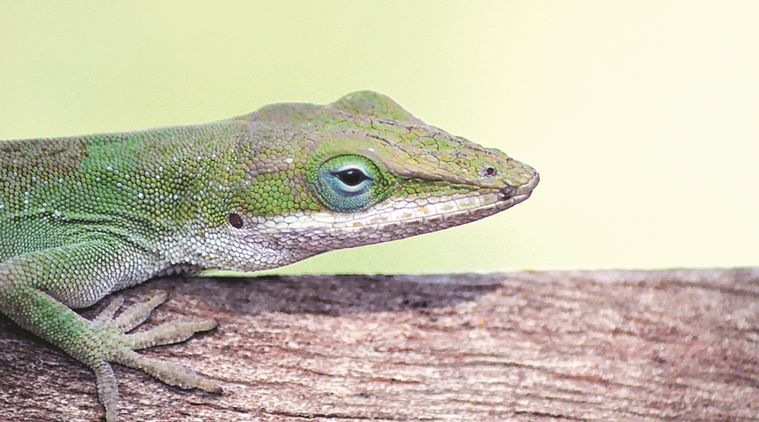 Two arrested in Bihar for smuggling rare lizards | City-others News ...