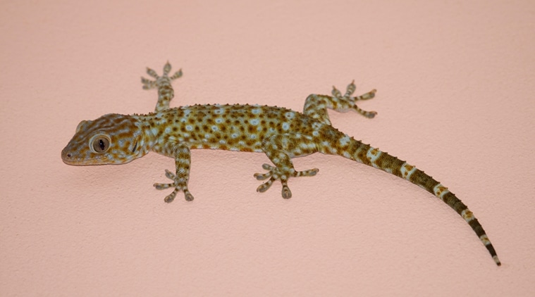 organ regeneration, lizard tail, health news, body science, latest health news, lizard tail organ regeneration