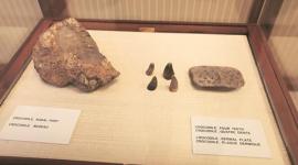 Masoul village, masoul village fossils, masoul village fossil excavation, pmo masoul village excavation, chandigarh govr museum, india news, chandigarh news latest news
