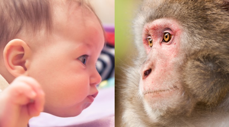 monkeys-and-humans-share-gazing-behaviour-study-lifestyle-news-the