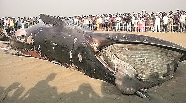 Forest dept to showcase whale beached at Mumbai’s Juhu in January ...