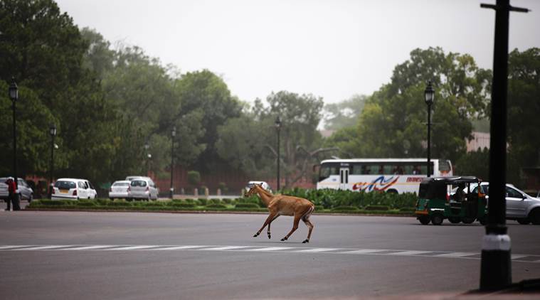 For hours on thursday, A Nilgai that had lost itself from its pack was seen around the Parliament and the Rashtrapati Bhavan, which once hit a Police van damaging it and hurting itself. Hours later a wildlife rescue team finally could take it away. Express Photo by Tashi Tobgyal New Delhi 260516