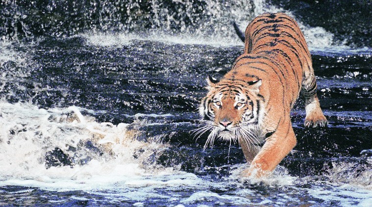 Down In The Jungleland: Speaking Tiger | Lifestyle News,The Indian Express
