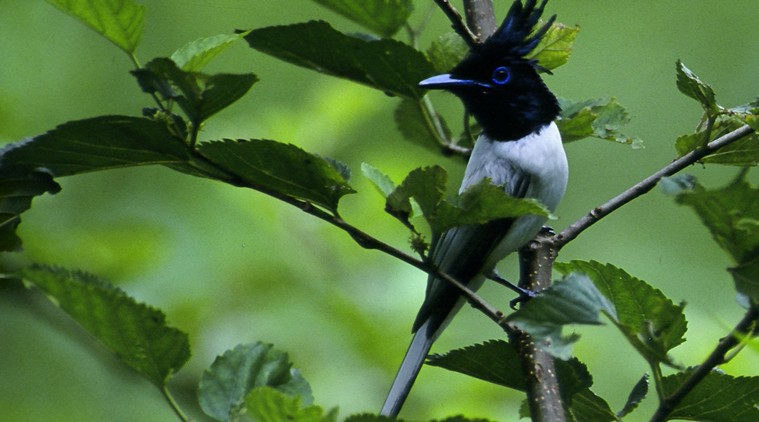 Heaven sent: The paradise flycatcher