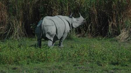 Rhino horns, Rhino Verification Committee, Rhino horns in India, Poaching of Rhinos,Manas Wildlife Sanctuary, Latest news, India news,