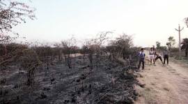 Soor Sarovar Bird Sanctuary fire, Soor Sarovar Bird Sanctuary, Soor Sarovar Sanctuary, Agra Bird Sanctuary, Soor Sarovar fire, Agra Bird Sanctuary fire, India news