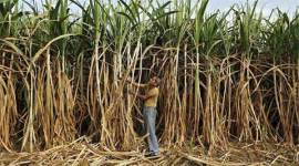 sugar, India sugar, india sugar consumption, sugar consumption in india, India sugar potpit, sugar putput, Indian Sugar Mills Association , ISMA, sugar news, business news