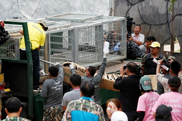 thailand, tiger temple, thailand tiger temple, tiger temple thailand, tigers removed thailand temple, tigers removed tiger temple, thailand wildlife activist, thailand tiger temple evacuation, thailand tiger temple photos, tiger temple photos, thailand news, world news, latest news,