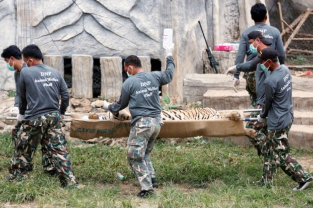 thailand, tiger temple, thailand tiger temple, tiger temple thailand, tigers removed thailand temple, tigers removed tiger temple, thailand wildlife activist, thailand tiger temple evacuation, thailand tiger temple photos, tiger temple photos, thailand news, world news, latest news,