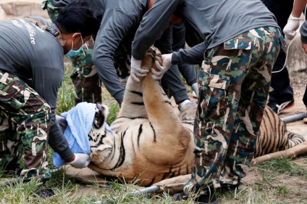thailand, tiger temple, thailand tiger temple, tiger temple thailand, tigers removed thailand temple, tigers removed tiger temple, thailand wildlife activist, thailand tiger temple evacuation, thailand tiger temple photos, tiger temple photos, thailand news, world news, latest news,
