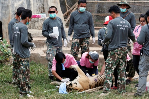 thailand, tiger temple, thailand tiger temple, tiger temple thailand, tigers removed thailand temple, tigers removed tiger temple, thailand wildlife activist, thailand tiger temple evacuation, thailand tiger temple photos, tiger temple photos, thailand news, world news, latest news,