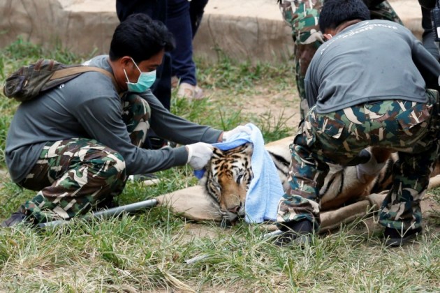 thailand, tiger temple, thailand tiger temple, tiger temple thailand, tigers removed thailand temple, tigers removed tiger temple, thailand wildlife activist, thailand tiger temple evacuation, thailand tiger temple photos, tiger temple photos, thailand news, world news, latest news,