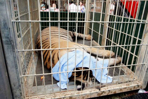 thailand, tiger temple, thailand tiger temple, tiger temple thailand, tigers removed thailand temple, tigers removed tiger temple, thailand wildlife activist, thailand tiger temple evacuation, thailand tiger temple photos, tiger temple photos, thailand news, world news, latest news,