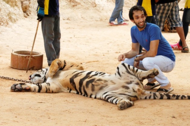 thailand, tiger temple, thailand tiger temple, tiger temple thailand, tigers removed thailand temple, tigers removed tiger temple, thailand wildlife activist, thailand tiger temple evacuation, thailand tiger temple photos, tiger temple photos, thailand news, world news, latest news,