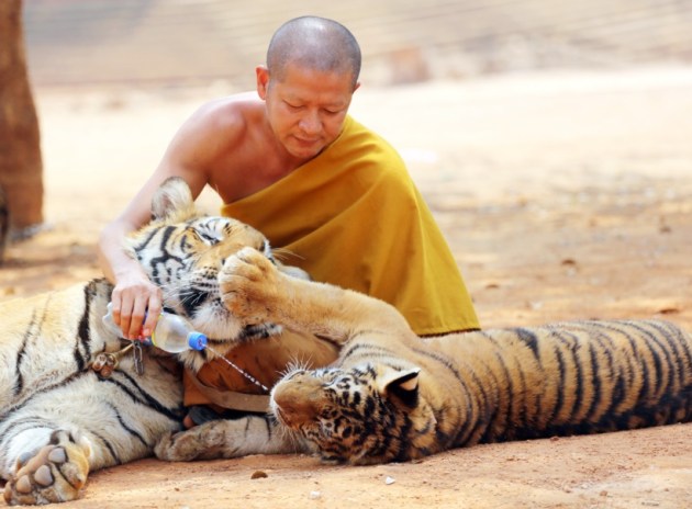 thailand, tiger temple, thailand tiger temple, tiger temple thailand, tigers removed thailand temple, tigers removed tiger temple, thailand wildlife activist, thailand tiger temple evacuation, thailand tiger temple photos, tiger temple photos, thailand news, world news, latest news,