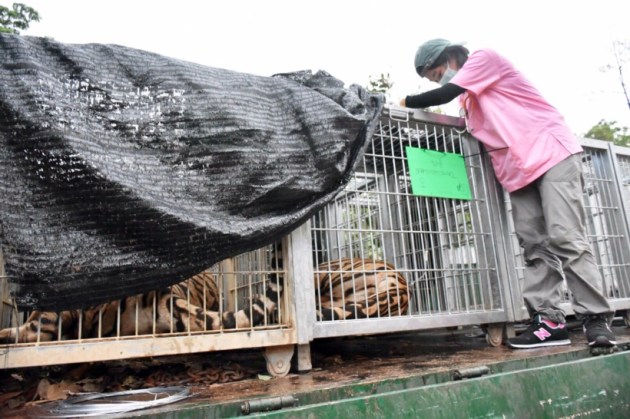thailand, tiger temple, thailand tiger temple, tiger temple thailand, tigers removed thailand temple, tigers removed tiger temple, thailand wildlife activist, thailand tiger temple evacuation, thailand tiger temple photos, tiger temple photos, thailand news, world news, latest news,