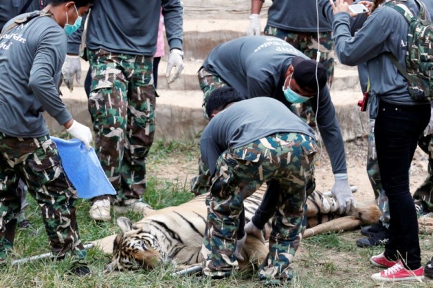 Thailand, Ivory, wildlife, wildlife protection, Thailand ivory, TRAFFIC, endangered species, news, latest news, thailand news, world news, international news