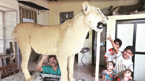 A day in the life of a taxidermist at Bombay Veterinary College | India  News,The Indian Express
