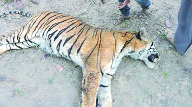 NNTR, grand old tigress, Navegaon Nagzira Tiger Reserve, tiger death, tiger, death, gaur, mumbai, mumbai news