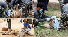 thailand, tiger temple, thailand tiger temple, tiger temple thailand, tigers removed thailand temple, tigers removed tiger temple, thailand wildlife activist, thailand tiger temple evacuation, thailand tiger temple photos, tiger temple photos, thailand news, world news, latest news,